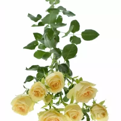 Krémová růže SALINERO 40cm/9+ (S)