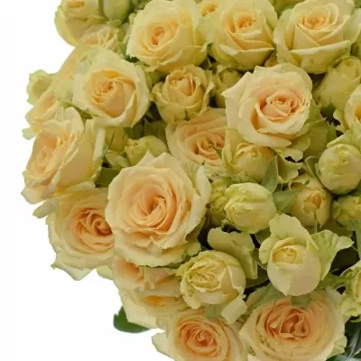 Krémová růže SALINERO 40cm/9+ (S)