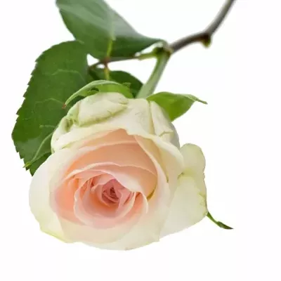Krémová růže SENORITA 50cm