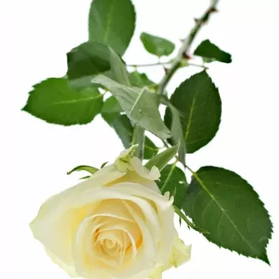 Krémová růže SO PEACH@ 60cm (XL)