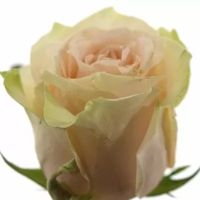 Krémová růže SO SWEET 50cm (XL)