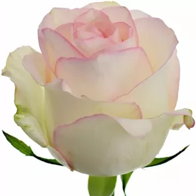 Krémová růže SWEET JUMILIA 40cm (XL)