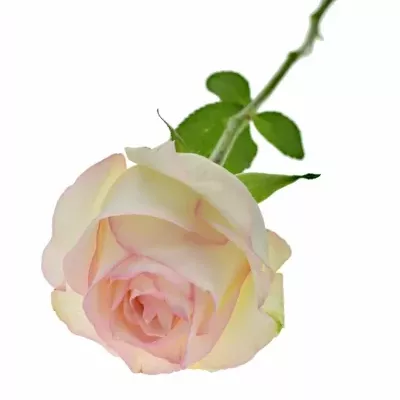 Krémová růže SWEET JUMILIA 50cm