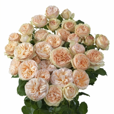 Krémová růže trsová GENTLE TRENDSETTER 70cm/5+ EX