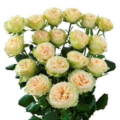Biela ruža trsová MISTY Trendsetter 50cm / 4 +