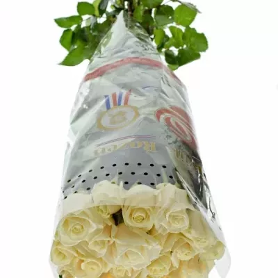 Krémová růže VENDELA 70cm
