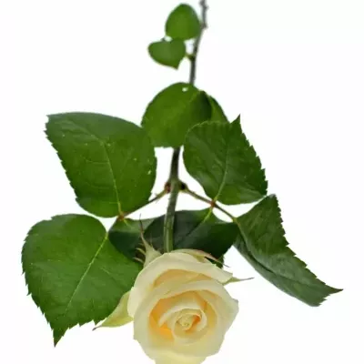 Krémová růže VENDELA 70cm