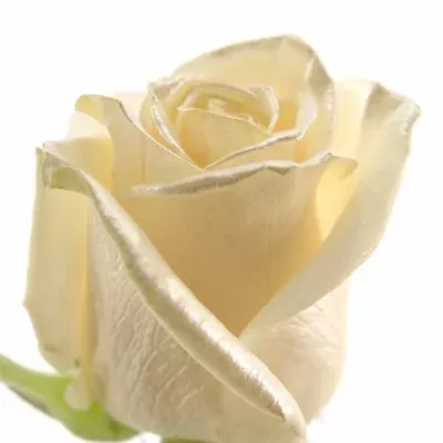 Krémová růže VENDELA SATIN
