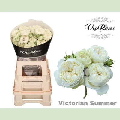 Krémová růže trsová VICTORIAN SUMMER+ 35cm/3+