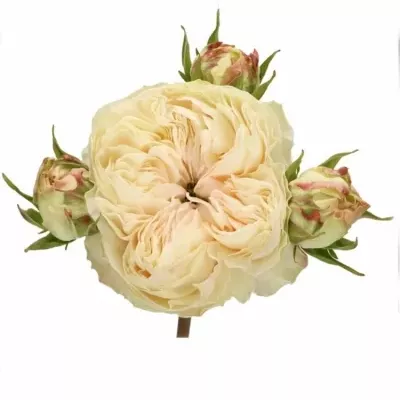 Krémová růže trsová VICTORIAN SUMMER+ 35cm/3+
