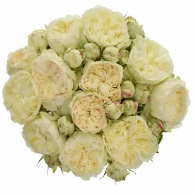 Krémová růže VICTORIAN WEDDING  50cm/3 