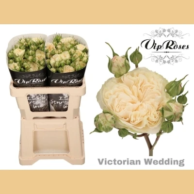 Krémová růže trsová VICTORIAN WEDDING+ 40cm/3+