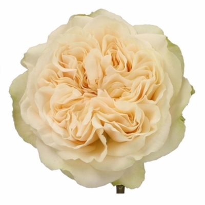Krémová růže VICTORIAN WEDDING+ 40cm (XL)