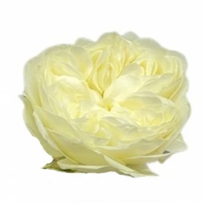 Růže VICTORIAN WEDDING