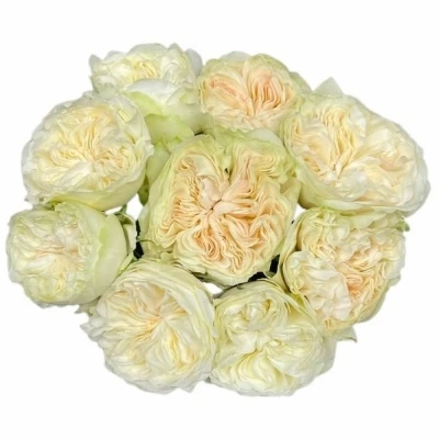 Růže VICTORIAN WEDDING