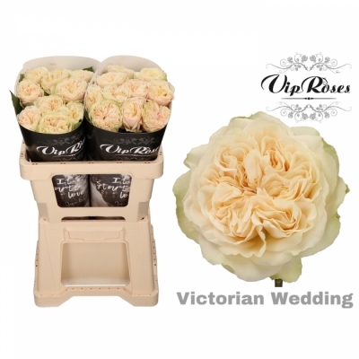 Růže VICTORIAN WEDDING