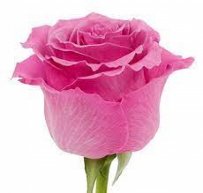 Růžová růže BREATHLESS 60cm (XXL) EQ SUPER
