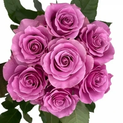 Krémovárůže BREATHLESS