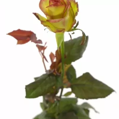 Krémovozelená růže BROCANTE