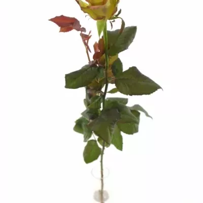 Krémovozelená růže BROCANTE