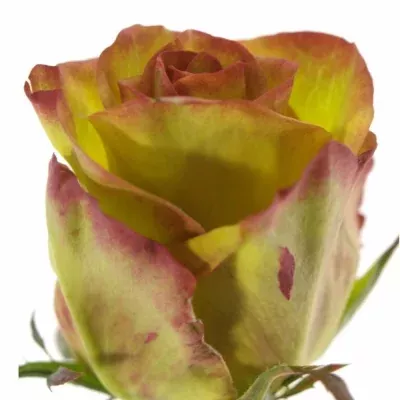 Krémovozelená růže BROCANTE+ 80cm (XXL)