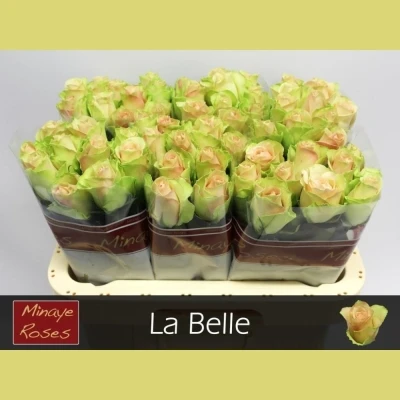 Krémovozelená růže LA BELLE