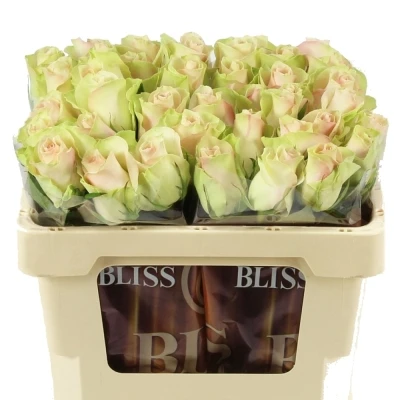 Krémovozelená růže LA BELLE