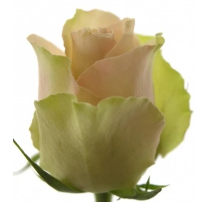 Krémovozelená růže LA BELLE 60cm (XL)
