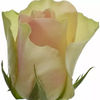 Krémovozelená růže LA BELLE 60cm (L)