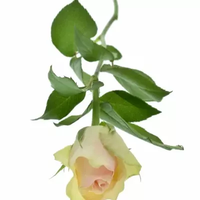 Krémovozelená růže LA BELLE