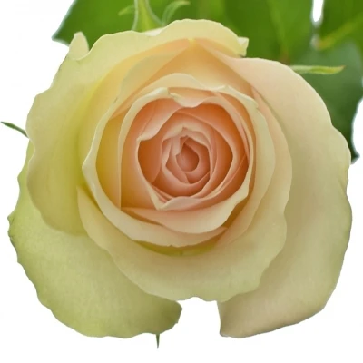 Krémovozelená růže LA BELLE