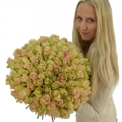 Krémovozelená růže LA BELLE