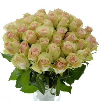 Krémovozelená růže LA BELLE