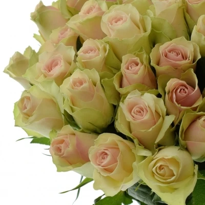 Krémovozelená růže LA BELLE