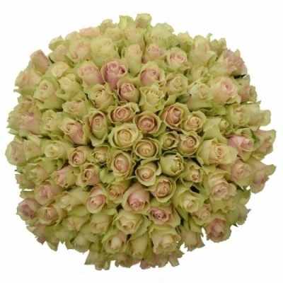 Krémovozelená růže LA BELLE