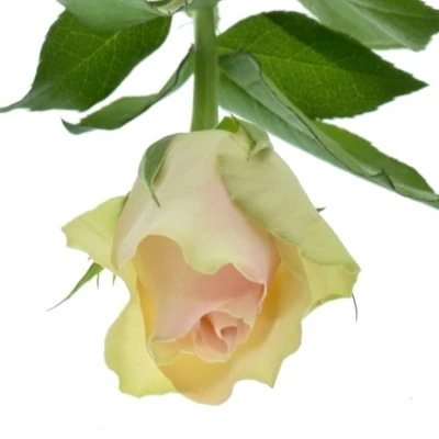 Krémovozelená růže LA BELLE