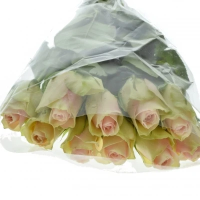 Krémovozelená růže LA BELLE