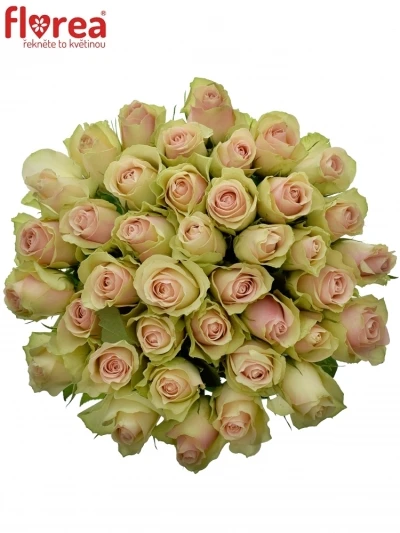 Krémovozelená růže LA BELLE