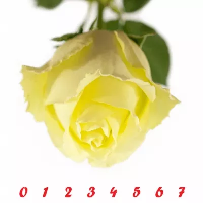 Krémovožlutá růže VANILLA SKY 50cm