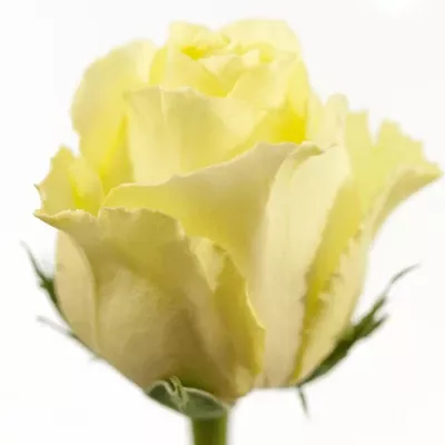 Krémovožlutá růže VANILLA SKY 50cm