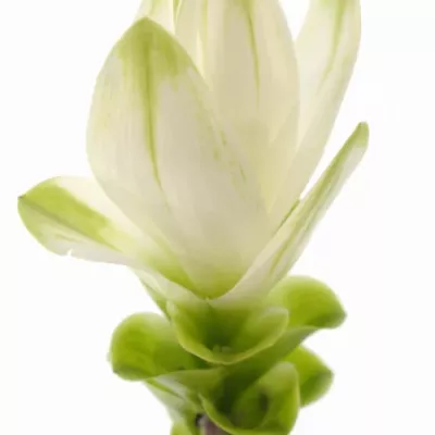 Kurkuma SNOW WHITE 55cm