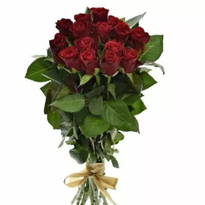 Kyice 15 červených růží RED RIBBON 60cm