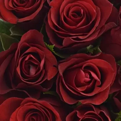 Kyice 15 červených růží RED RIBBON 60cm