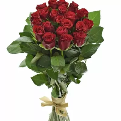 Kyice 21 červených růží RED RIBBON 60cm