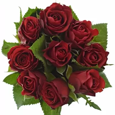 Kyice 9 červených růží RED RIBBON 60cm