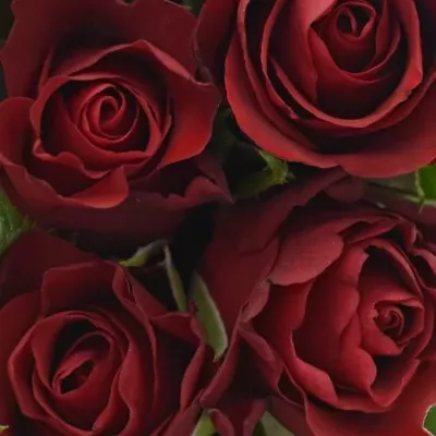 Kyice 9 červených růží RED RIBBON 60cm
