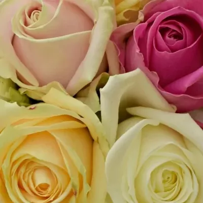 Kytice 10 růží AVALANCHE PASTEL MIX