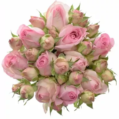 Kytica 10 trsových ruží AVALANCHE SORBET 50cm