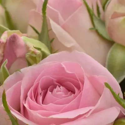 Kytice 10 trsových růží  AVALANCHE SORBET 50cm