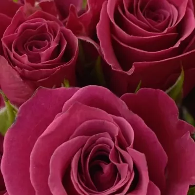 Kytica 10 trsových ruží GLORIOUS 50cm
